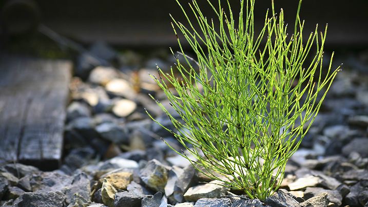 Acker-Schachtelhalm, Ackerschachtelhalm, Zinnkraut, Equisetum arvense, field horsetail
