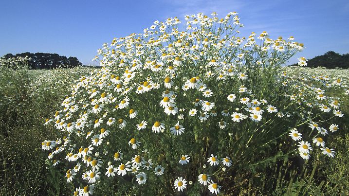 Echte Kamille, Matricaria chamomilla, Matricaria recutita, scented mayweed, german chamomile, german mayweed