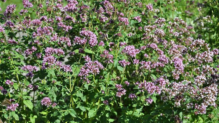 Blooming oregano in garden