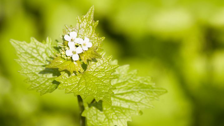 garlic mustard