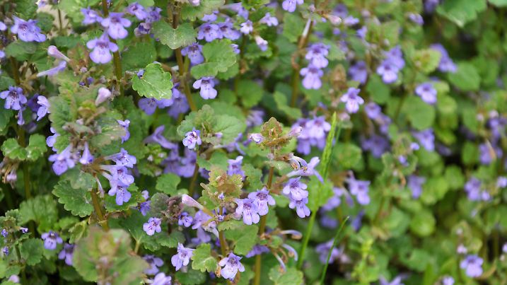 Glechoma hederacea blooms in nature in spring