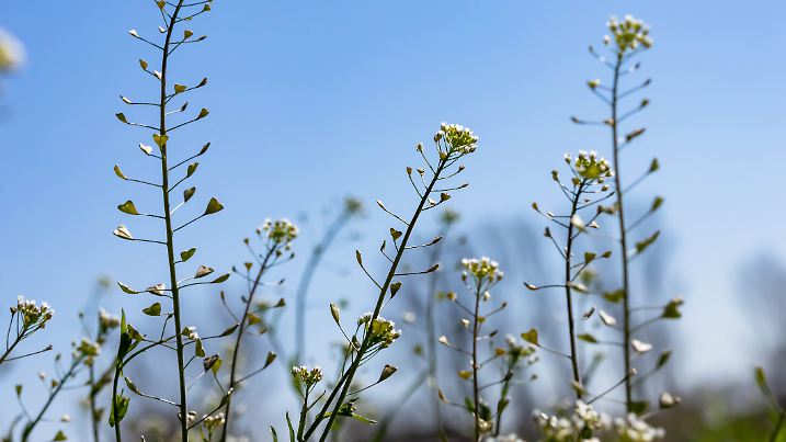 Sunny and clear blue sky and Capsella bursa-pastoris