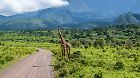 Safari Safari anläßlich einer Pressereise im Arusha Nationalpark in Tansania. Meru Arusha Tansania *** Safari Safari on