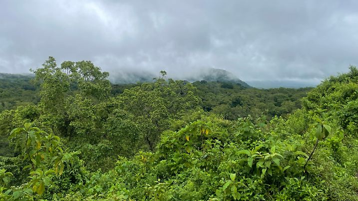Mystischer Nebel wabert zwischen den Baumkronen umher.