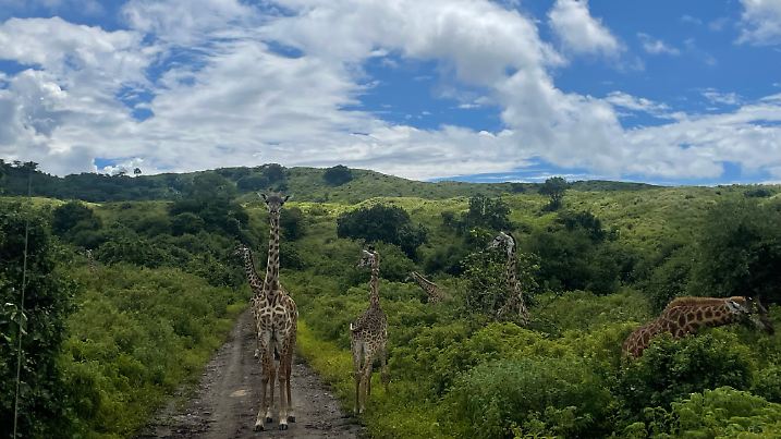 Hunderte Giraffen befinden sich im Nationalpark Arusha.
