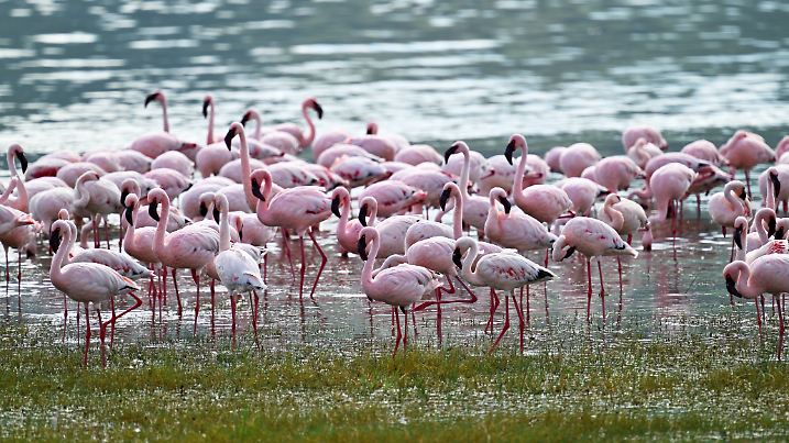 Group of flamingos in water, Ngorongoro Conservation Area Ngorongoro, Arusha Region, Tanzania CR_ANKH250227A-1669454-01