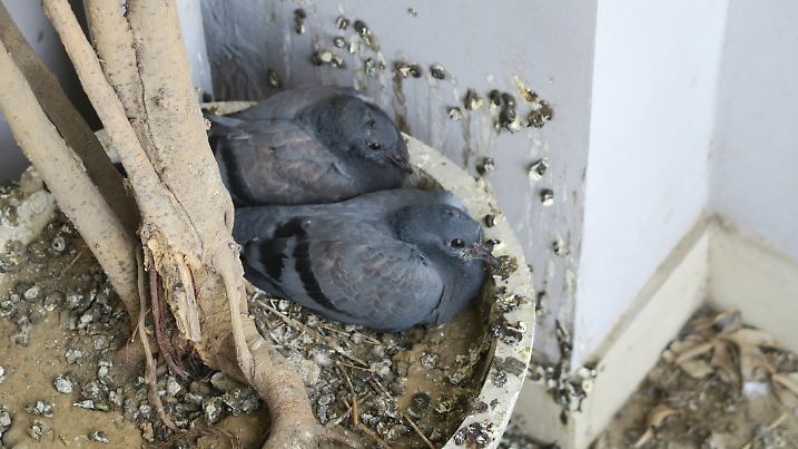 Leider hinterlassen Tauben sehr viel Dreck auf dem Balkon. Diese sind außerdem Krankheitserreger.