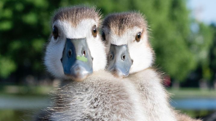 Nachwuchs bei den Nilgänsen
