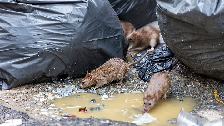 Ratten auf der Straße