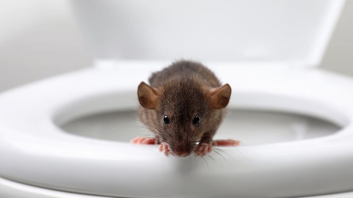 Ratten können durchs Klo kommen? Ja, wirklich. Wanderratten schwimmen durch Abwasserrohre – und tauchen mitunter direkt in der Kloschüssel auf. Drei Minuten tauchen? Kein Problem.
