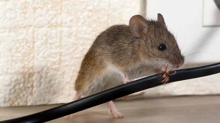 Wo sie knabbern, wird’s schnell ungemütlich – Mäuse richten nicht nur Kabelschäden an, sondern hinterlassen auch gesundheitsgefährlichen Kot.