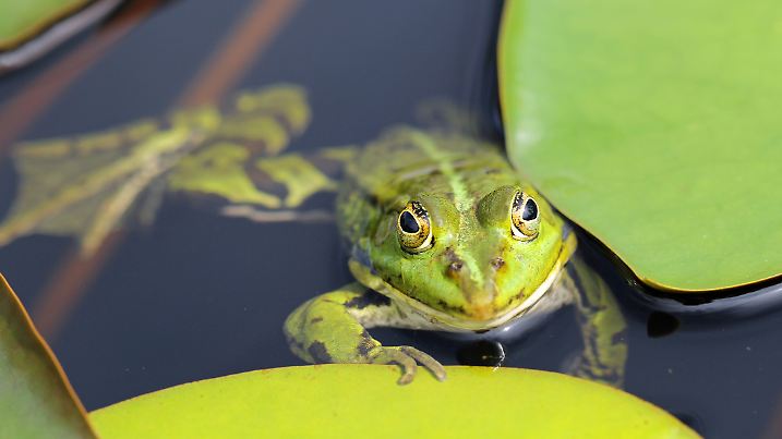 Frosch im Teich