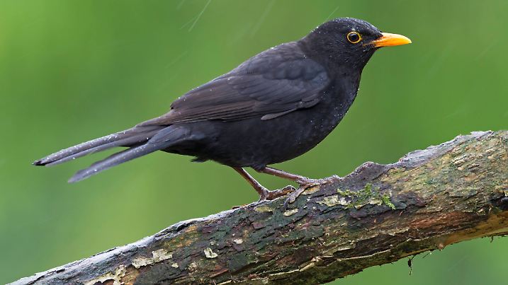 Meister der Melodie: Amseln singen flötend und klar, oft mit pausenlosen Variationen – wie kleine Jazzsolisten im Garten.