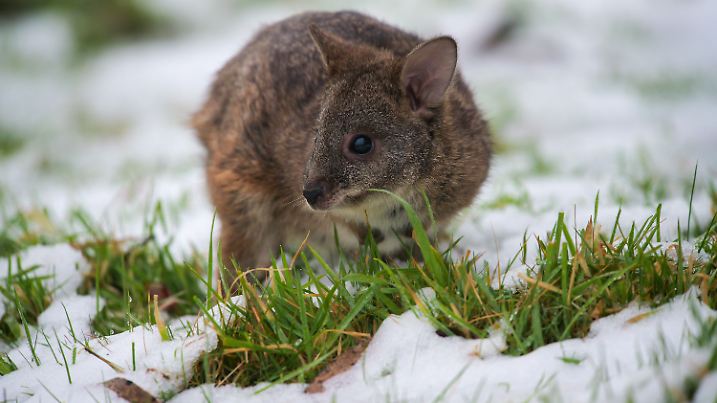 Snow Down Under: Tiere im Aussie Ark Zoo in Barrington Tops erleben ihren ersten Schnee