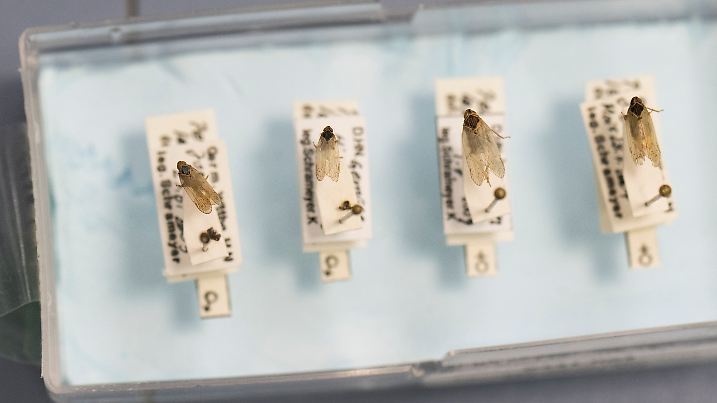 Zikade wird zur Gefahr für Landwirte