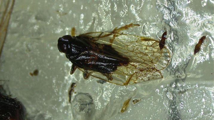 Schilf-Glasflügelzikade