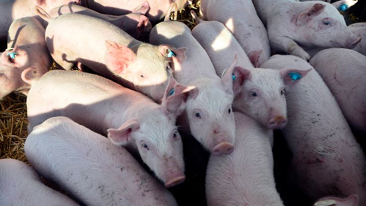Strohschweine, Sau, Ferkel, Schwein, artgerechte Schweinehaltung auf einem Bauernhof in Bayern, Außenklimastall, Schwein