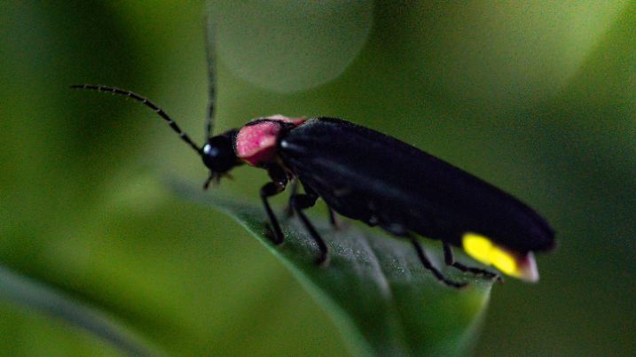 Wo man diesen Sommer die besten Glühwürmchen-Spots findest