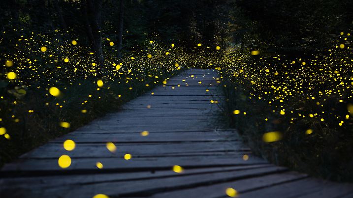 Wunderschön. Glühwürmchen zaubern Magie in die Natur. Jetzt werden sie aber immer weniger.