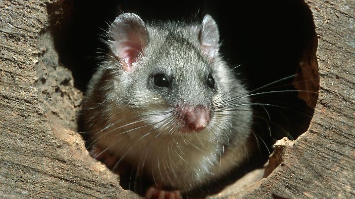 Siebenschläfer (Glis glis), fetter Siebenschläfer in hohlem Baum bei Nacht im Wald *** Dormouse Glis Glis , fetter Dormo