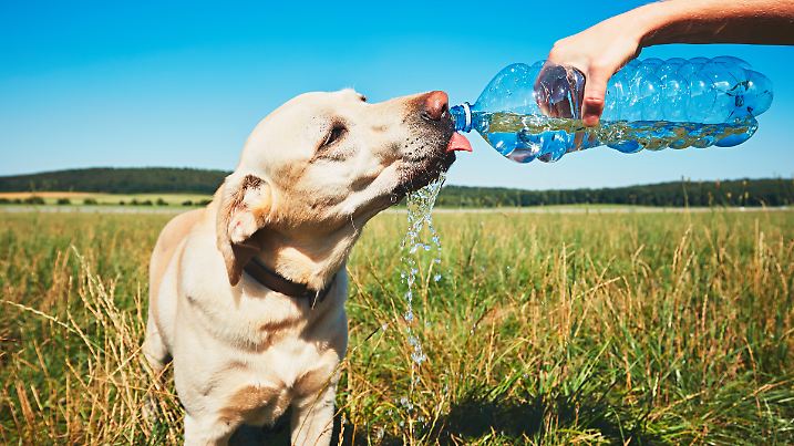Die Hitze-Welle steht kurz bevor und auch Tiere leiden unter zu hohen Temperaturen.