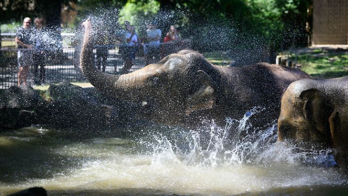 Hitze in Deutschland - Zoo Berlin