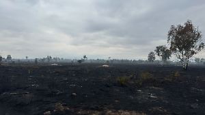 Waldbrand in Gohrischheide SetX