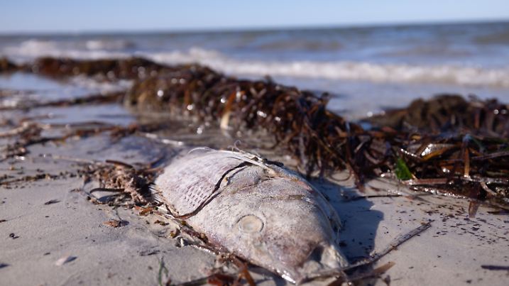 Zerstörerische Algenblüte in Südaustralien