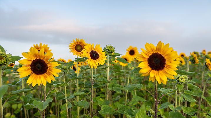 Wetter in Baden-Württemberg