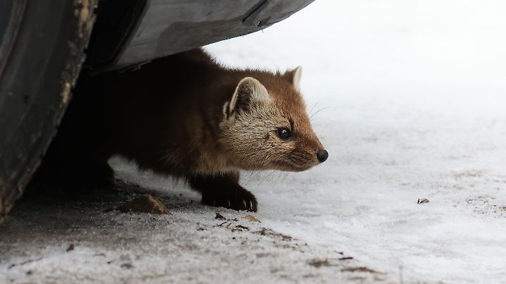 A small pine marten crouches under the front of a car