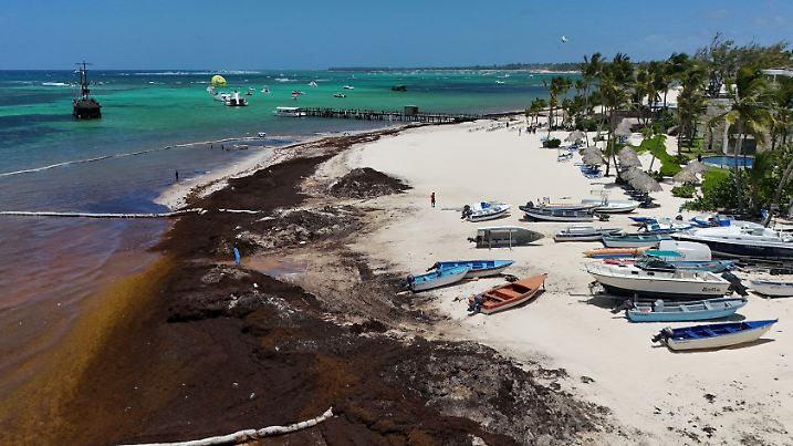 Sargassum seaweed blankets beaches in the Dominican Republic