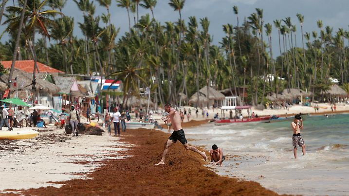Sargassum seaweed blankets beaches in the Dominican Republic