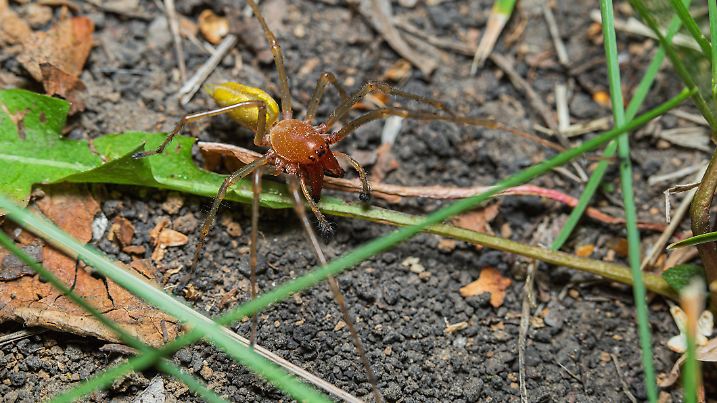 Ammen-Dornfinger Cheiracanthium punctorium