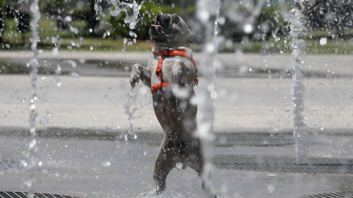 Wahre \Hundstage\ stehen uns noch bevor: Doch wenn es so lange so warm bleibt, sollten wir auch an unsere Vierbeiner denken.