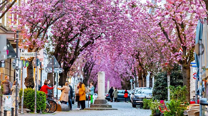 Die weltberühmte Kirschblütenpracht im Herzen der Altstadt von Bonn. Die voll ausgewachsenen Kirschblüten bilden einen K