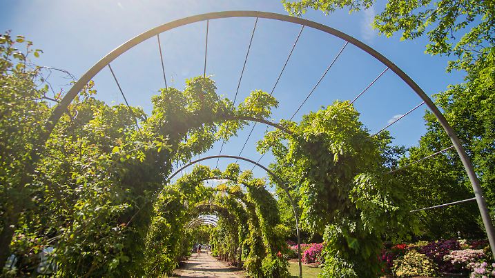 Beautiful Pergola in the Sun at Bremen Rhododendron Park