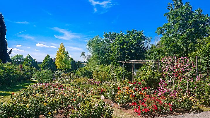 June 15 2022 - colourful roses in europes largest Rosarium in Sangerhausen Germany