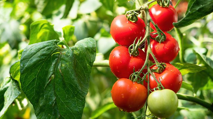 Frische Hefe als natürlicher Dünger? Das funktioniert wirklich – und sorgt für kräftige Tomaten mit mehr Fruchtansatz.