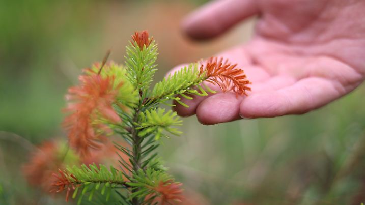 Eine durch Trockenheit geschädigte junge Nordmann-Tanne steht in einer Christbaumplantage.
