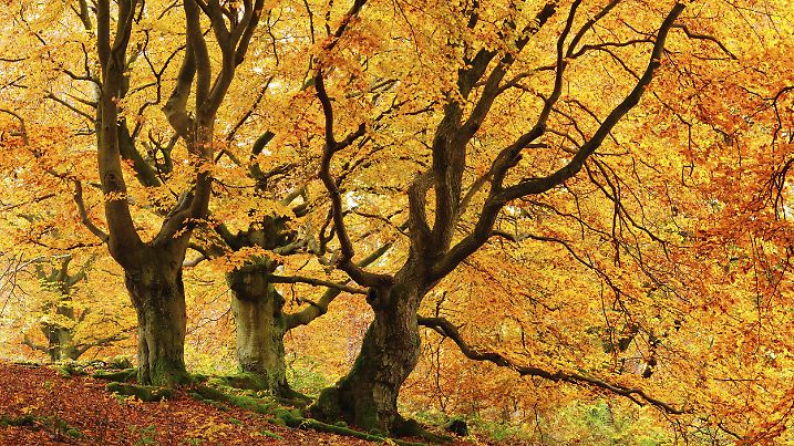 Knorrige alte Buchen im Hutewald im Herbst in voller Herbstfärbung, Hutewald Halloh, Kellerwald, Bad Wildungen, Hessen,