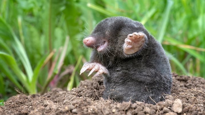 Plötzlich sind sie da: kleine Erdhaufen im Rasen, akkurat wie von Hand aufgeschüttet. Ein Maulwurf ist eingezogen.