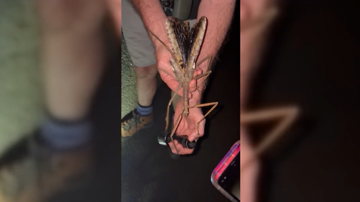 Forscher entdecken in Nordqueensland eine 40 cm lange Stabschrecke – vermutlich das schwerste Insekt Australiens.