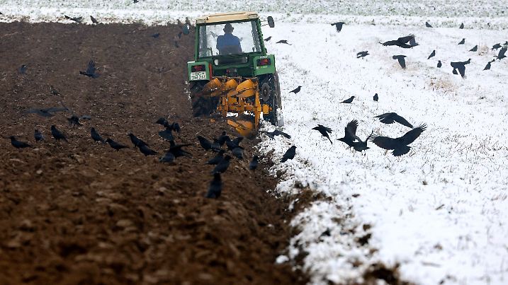 Schnee in Oberschwaben