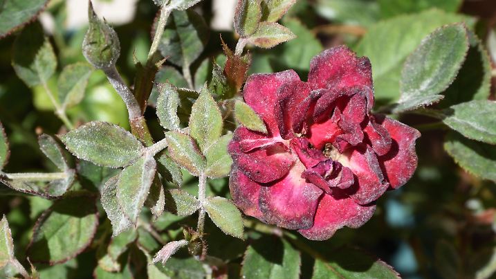Echter Mehltau auf einer Rose