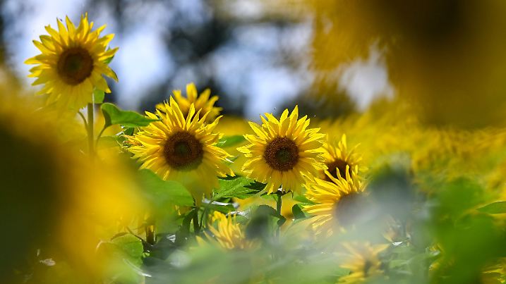 Wetter in Brandenburg