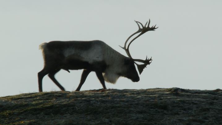 Hitze ist so gar nicht das Ding von Rentieren.