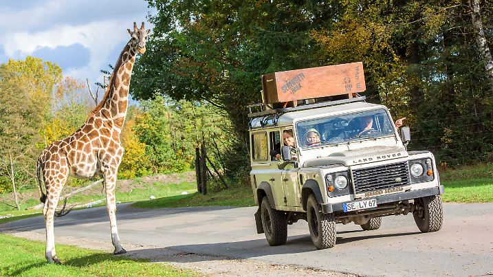 Giraffe in der Serengeti-Safari