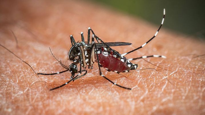 The Tiger Mosquito Continues To Spread Across France A tiger mosquito (Aedes albopictus) is seen drinking blood on a hum