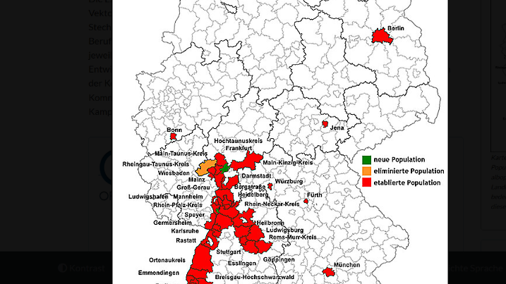 Hier sticht die Asiatische Tigermücke zu. (Quelle: Nationale Expertenkommission Stechmücken)