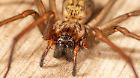 Sind Winkelspinnen gefährlich? Haarige Kleinmonster kommen ins Haus
